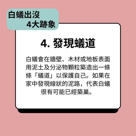 家中白蟻徵兆|消滅白蟻攻略｜白蟻入屋數月可吃光家具 拆解4個入屋 